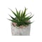 Monarch Specialties Artificial Plant 6" Tall Succulent, Indoor, Faux, Fake, Table, Greenery, Potted Set Of 2, Decorative I 9586 - alternate 4